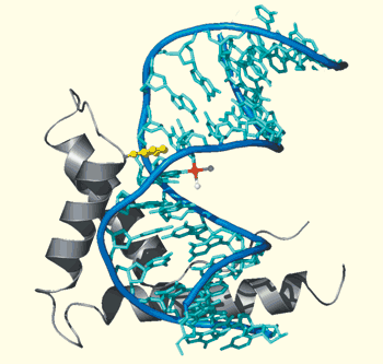 BLOCKED An HMG-domain protein (HMGB1; domain A shown as gray ribbon) inserts a phenyl group (yellow) into the groove created when cisplatin (platinum shown in red) forms a complex with DNA, causing it to bend.